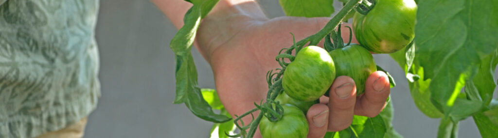 Heirloom tomatoes from The Farm. Photo: castlehotsprings.com