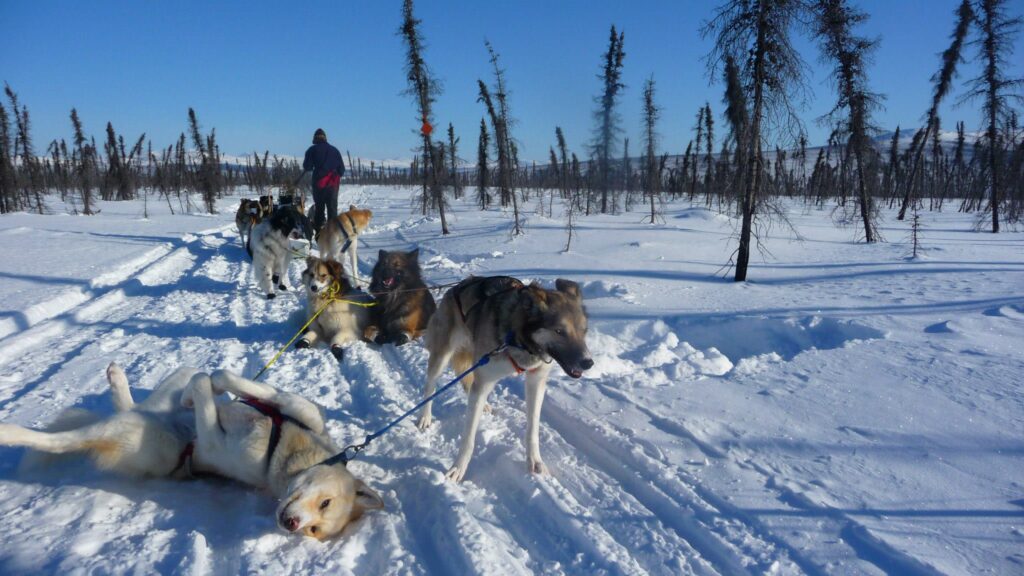 Round out your adventure by riding a dog sled ride out to the hot springs. Photo by: Alaskiwi Adventures