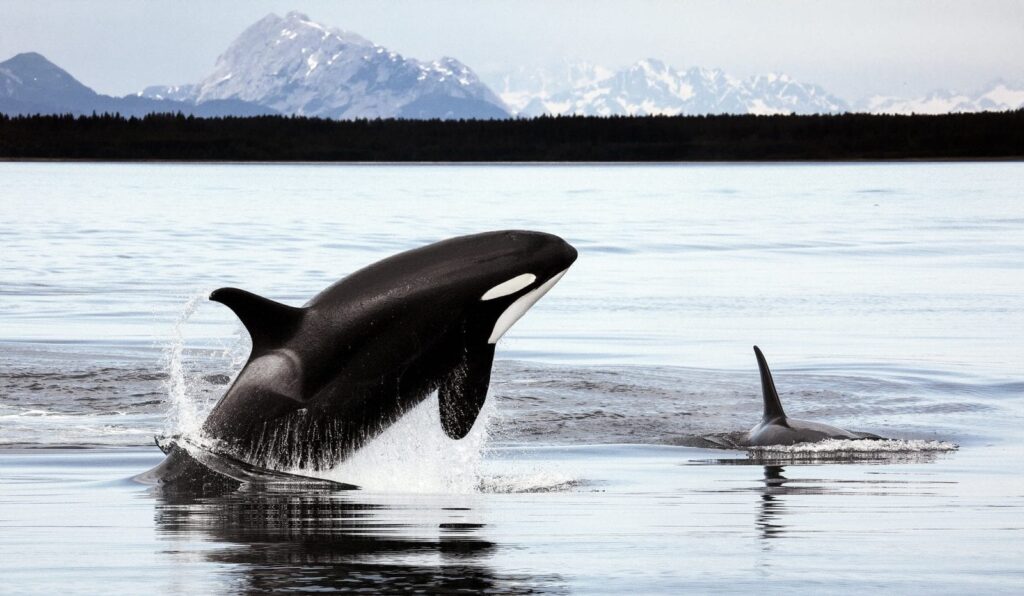 Go humpback whale and orca watching while visiting Tenakee Springs. Photo by: Christopher Michel
