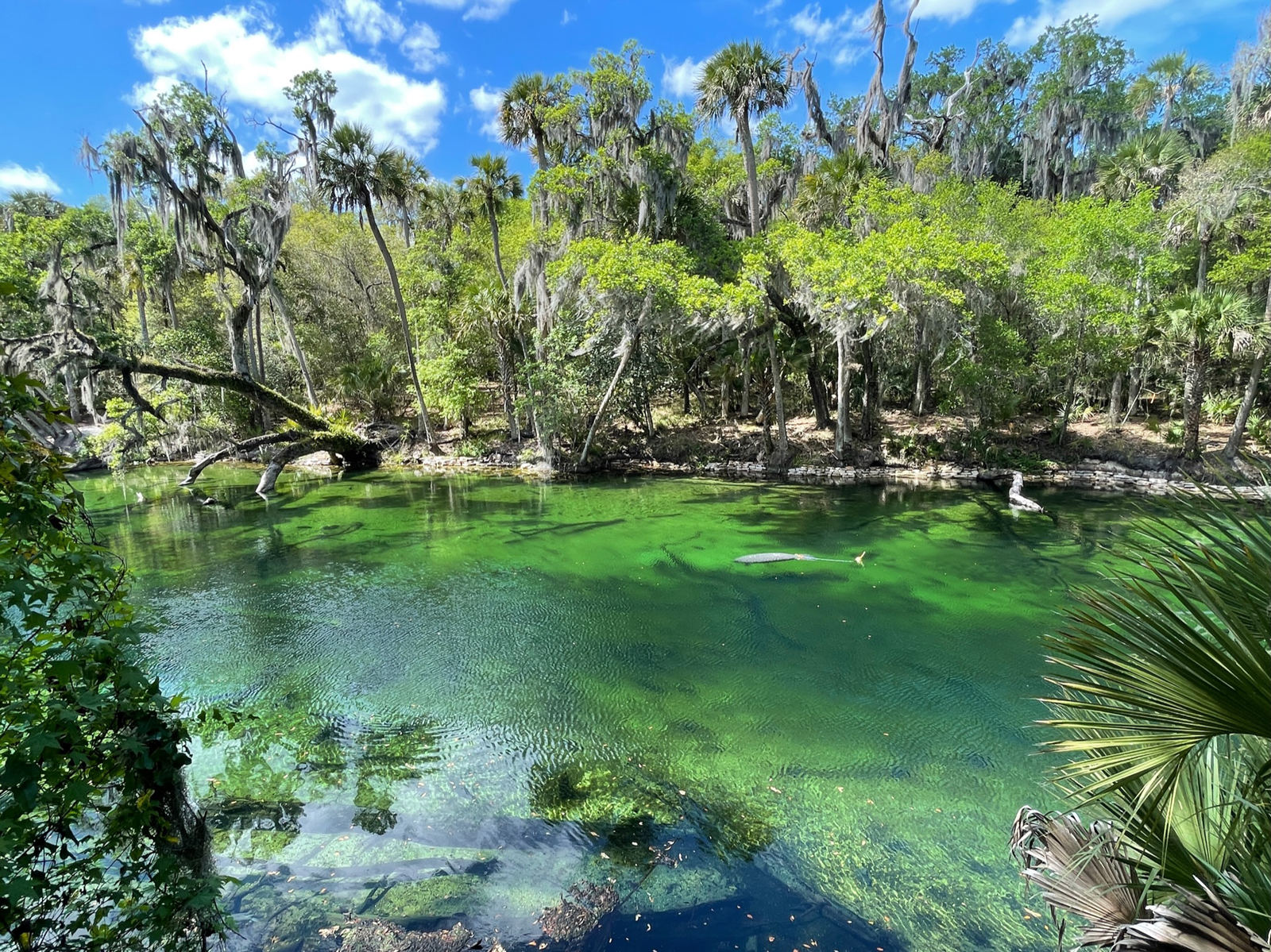 Blue Springs State Park – Orange City, Florida